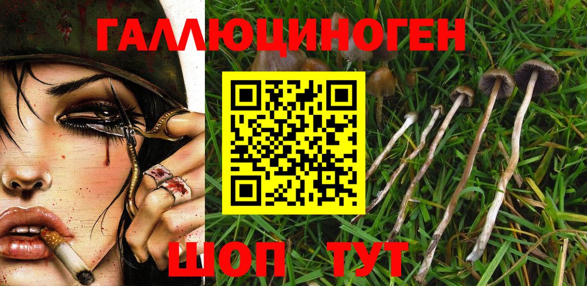 Галлюциногенные грибы Psilocybe Славгород